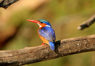 Kingfisher